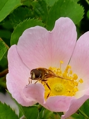 Eristalis horticola