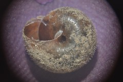 Pseudotrichia rubiginosa