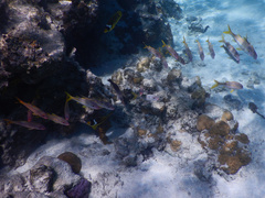 Mulloidichthys vanicolensis