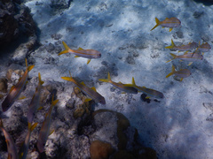 Mulloidichthys vanicolensis