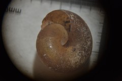 Hygromiidae