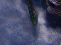 Stethojulis bandanensis