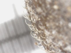 Pseudotrichia rubiginosa