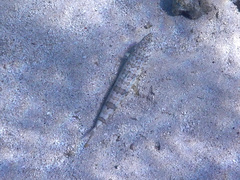 Synodus dermatogenys