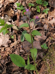 Pulmonaria affinis