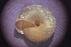 Hygromiidae