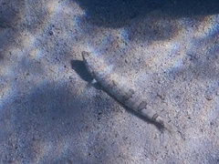 Synodus dermatogenys