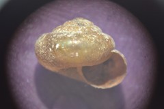 Hygromiidae