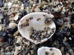 Maorimactra ordinaria