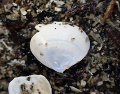 Maorimactra ordinaria