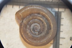 Anisus leucostoma