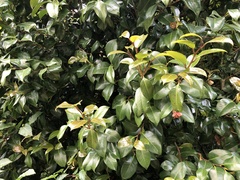 Camellia japonica