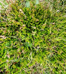 Erica tetralix