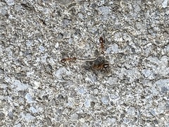 Anoplolepis gracilipes