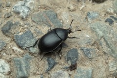 Ablattaria laevigata