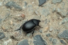 Ablattaria laevigata