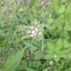 Ageratum houstonianum