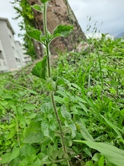 Ageratum houstonianum