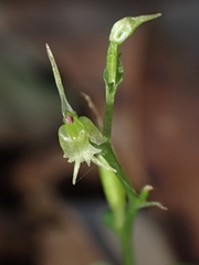 Acianthus amplexicaulis