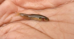 Garra