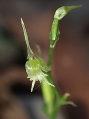 Acianthus amplexicaulis