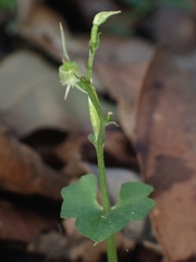 Acianthus amplexicaulis