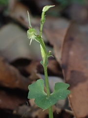 Acianthus amplexicaulis