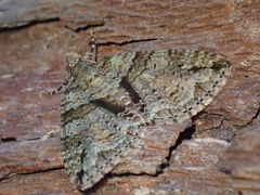 Polyclysta hypogrammata