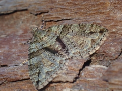 Polyclysta hypogrammata