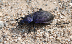 Carabus scabrosus