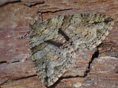 Polyclysta hypogrammata