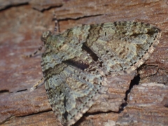 Polyclysta hypogrammata