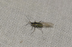 Nasonovia ribisnigri
