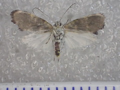 Hypertrophinae