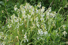 Allium triquetrum