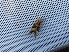 Phlogophora meticulosa