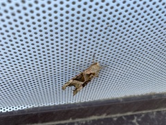 Phlogophora meticulosa