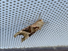 Phlogophora meticulosa