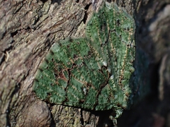 Aeolochroma hypochromaria