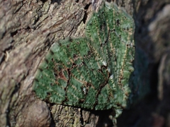 Aeolochroma hypochromaria