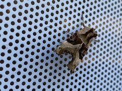 Phlogophora meticulosa