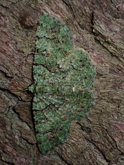 Aeolochroma hypochromaria