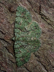 Aeolochroma hypochromaria