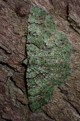 Aeolochroma hypochromaria
