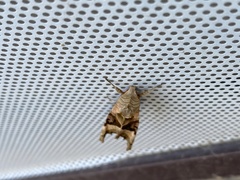 Phlogophora meticulosa