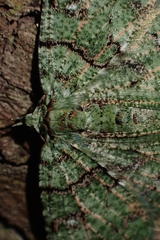 Aeolochroma hypochromaria