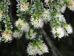 Metrosideros stipularis