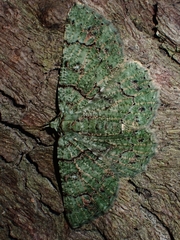 Aeolochroma hypochromaria