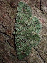 Aeolochroma hypochromaria