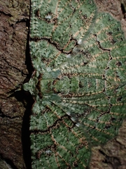 Aeolochroma hypochromaria
